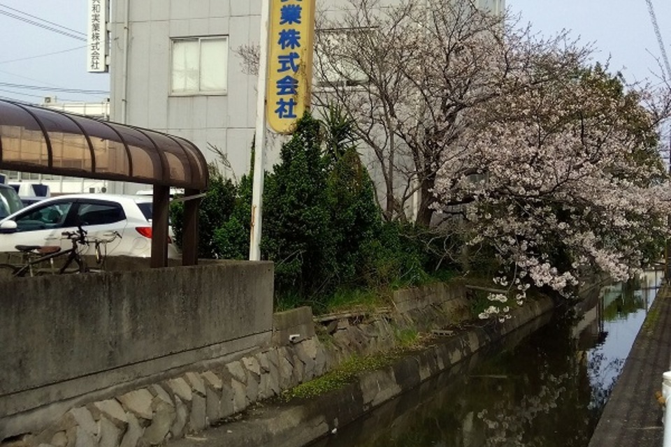 桜の投稿画像01