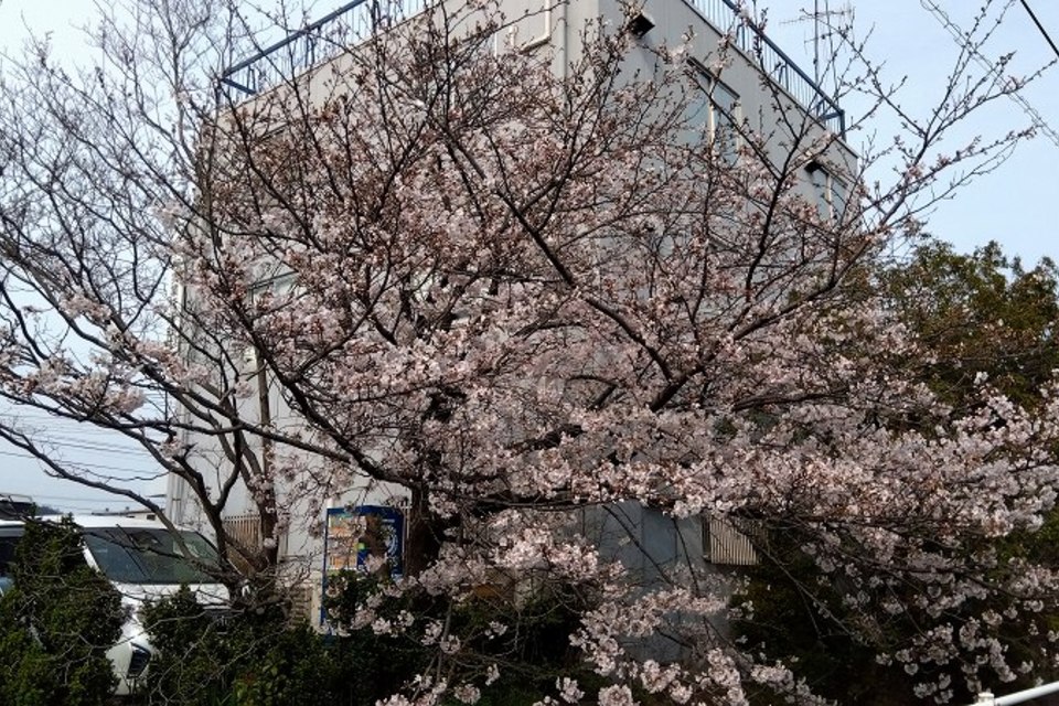 桜の投稿画像02
